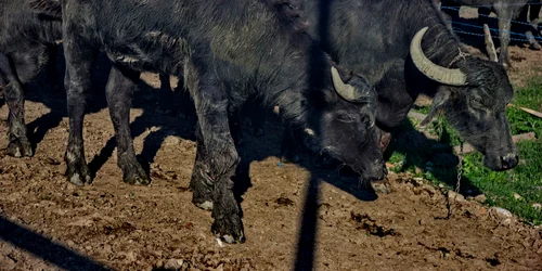 ferma bivoli pecica jpg