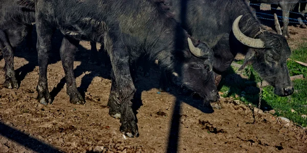 ferma bivoli pecica jpg