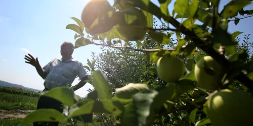 Cei mai rezistenti pomi fructiferi marul FOTO Adevarul