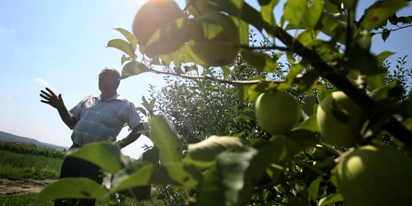 Cei mai rezistenti pomi fructiferi marul FOTO Adevarul