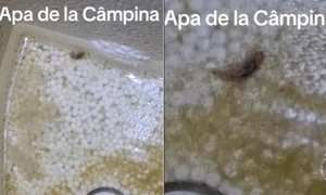 campina robinet colaj captura video jpg