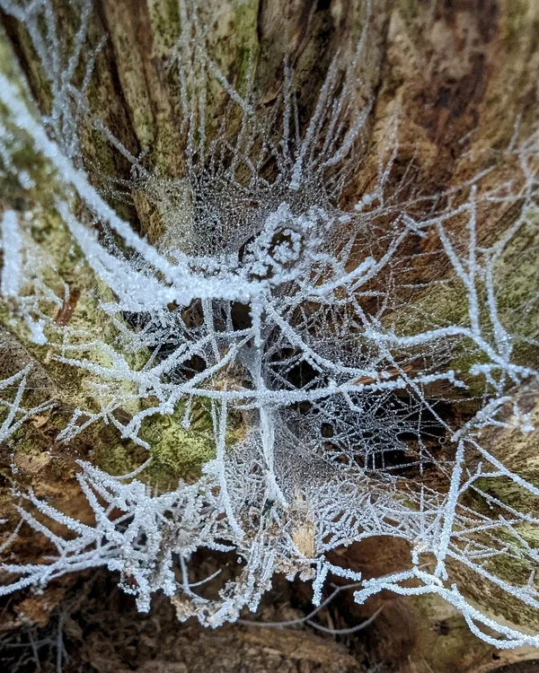 Creșterea temperaturilor ar putea antrena topirea accelerată a gheții. FOTO Sergiu Olteanu