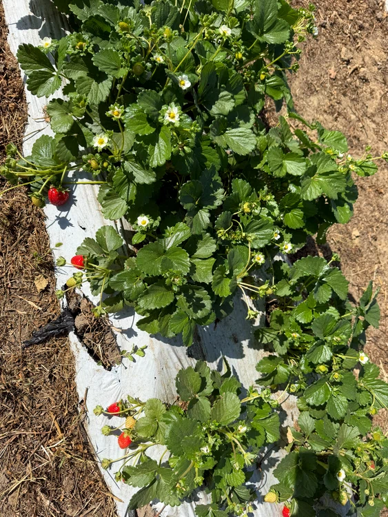 plante_capsuni_cu_fructe_foto_florinel_madularu