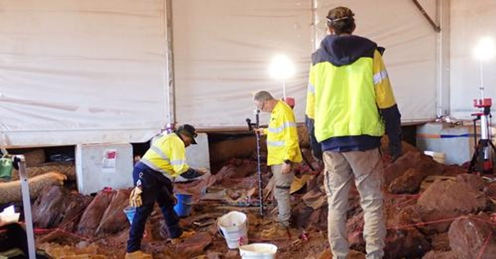 Un dinte de diavol tasmanian, printre descoperirile făcute într-un sit din Australia. Specia a dispărut de pe continent în urmă cu mii de ani