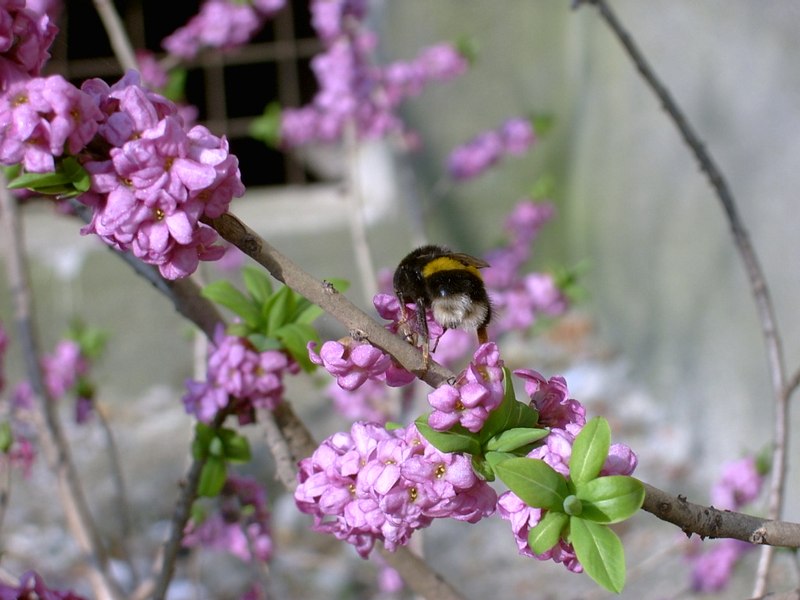 Imagini superbe cu o plantă sălbatică rară, văzută recent în Maramureș. Pe cât e de frumoasă, pe atât e de otrăvitoare FOTO