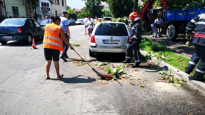 copaci cazuti tgv vant puternic