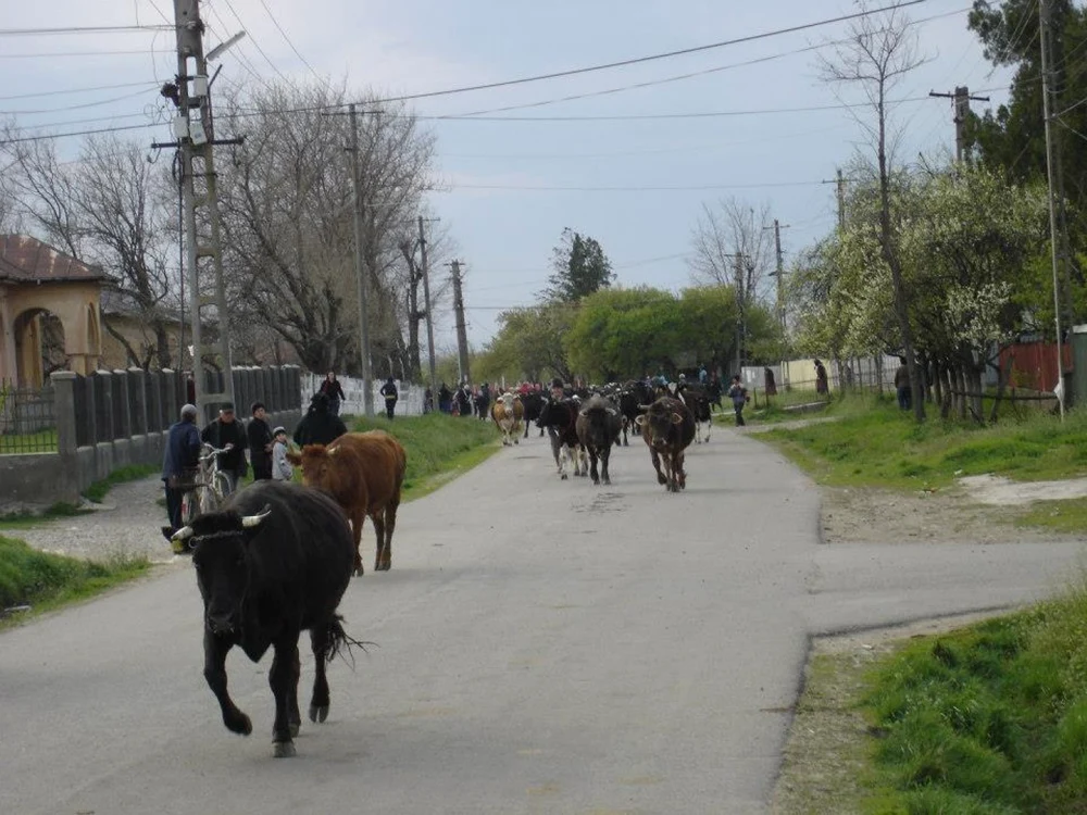 buzau