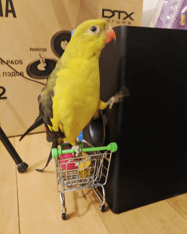 Content image