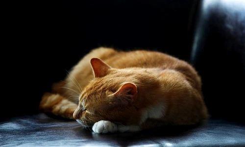 1 79838 original jpg jpeg