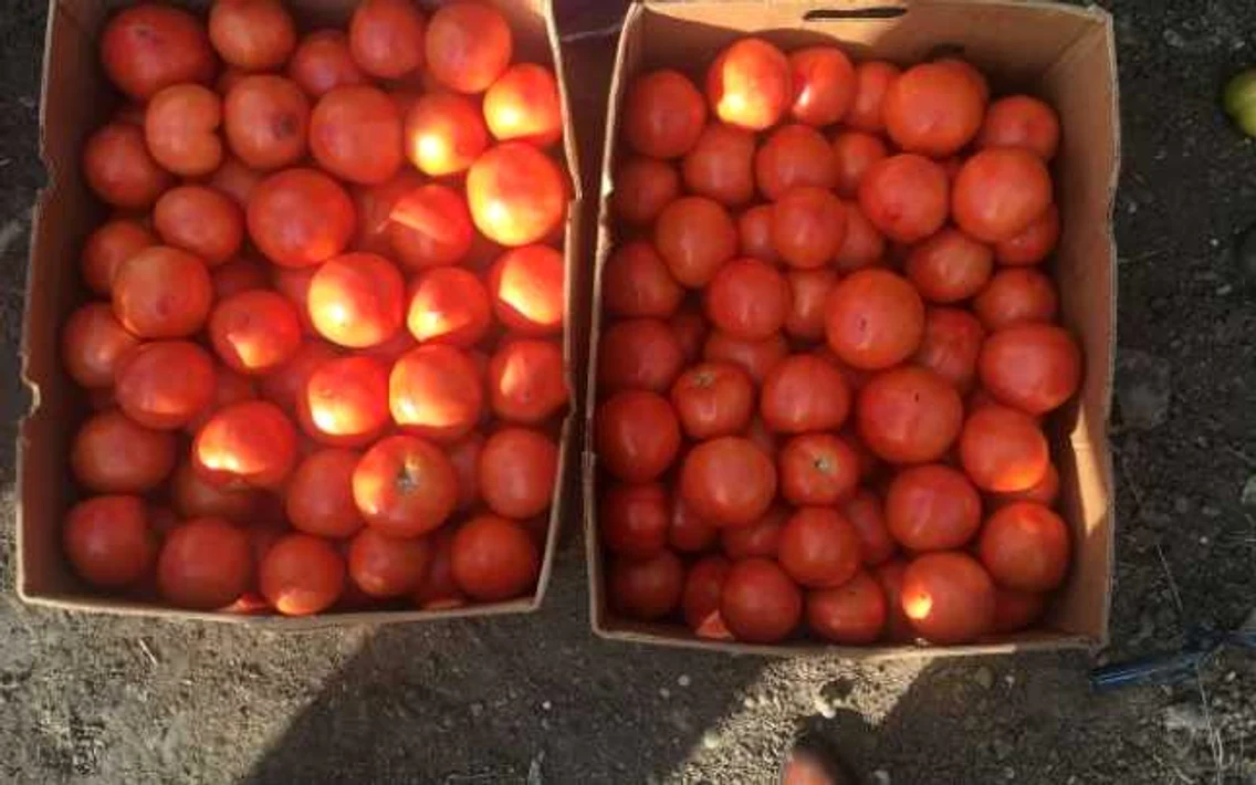 Fermierii din Izbiceni nu pot intra cu roşiile româneşti în supermarket  