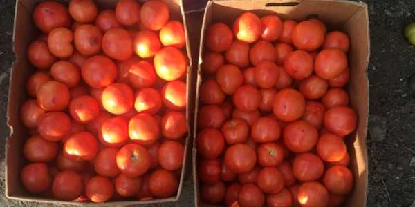 Fermierii din Izbiceni nu pot intra cu roşiile româneşti în supermarket  