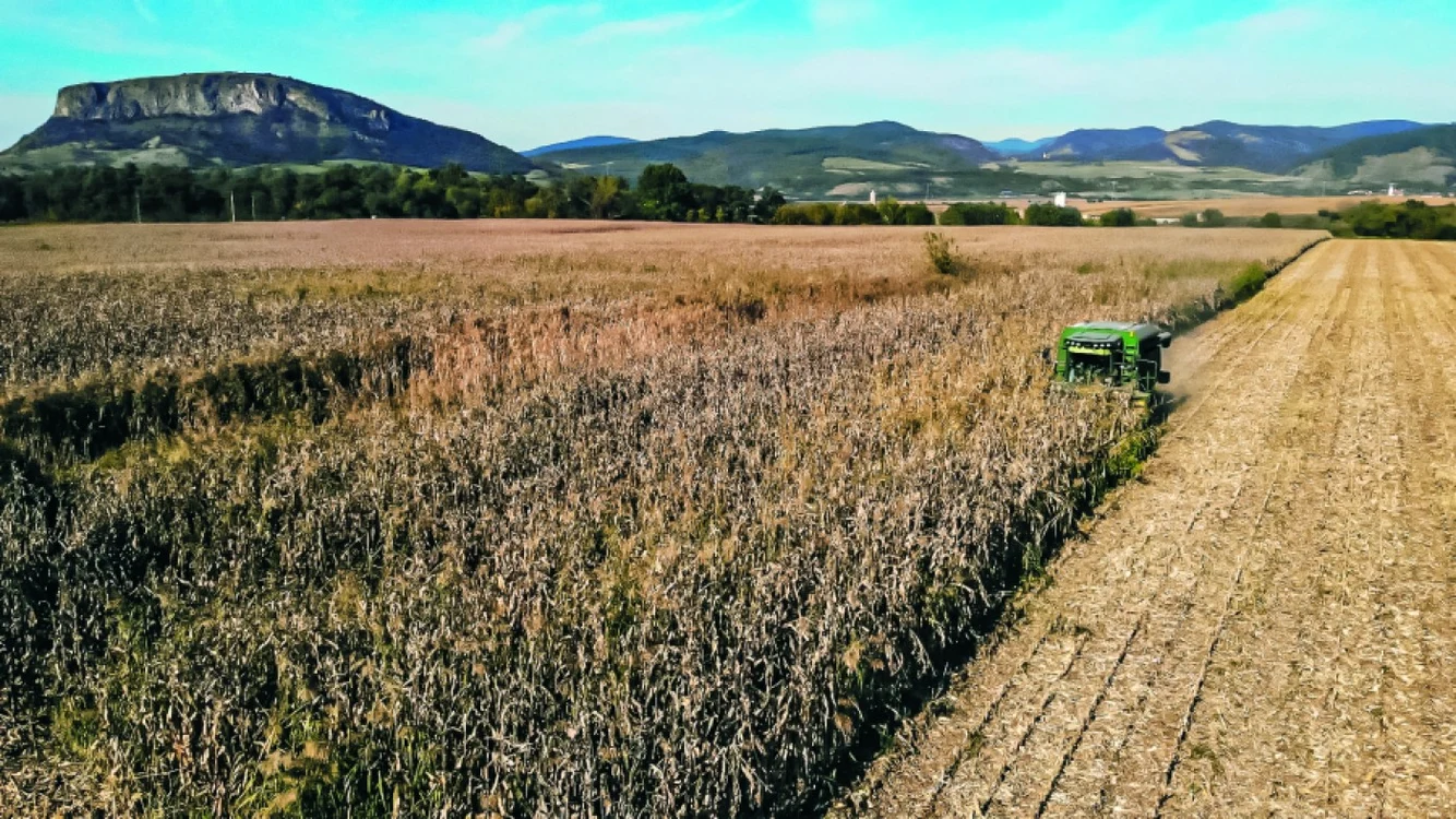 Perioadele de recoltare vor începe mai târziu din cauza ploilor FOTO revista fermierului