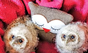 baby owls adopt cushion as mother 04 0 jpeg