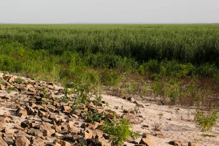 În Ucraina, în zona unde rușii au distrus barajul Kahovka, ar putea deveni unul dintre cele mai mari ecosisteme de apă dulce din Europa, comparabil ca importanță cu Delta Dunării