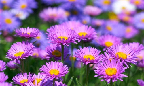 Aster jpeg