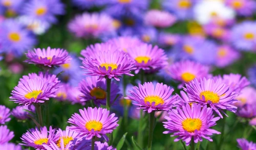 Aster jpeg
