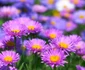 Aster jpeg