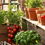 gradina pe balcon foto balcony garden web jpg