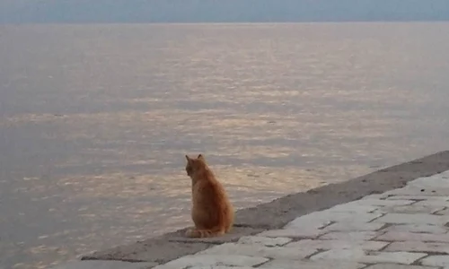 Cu delfinii pe muntele Parnas jpeg
