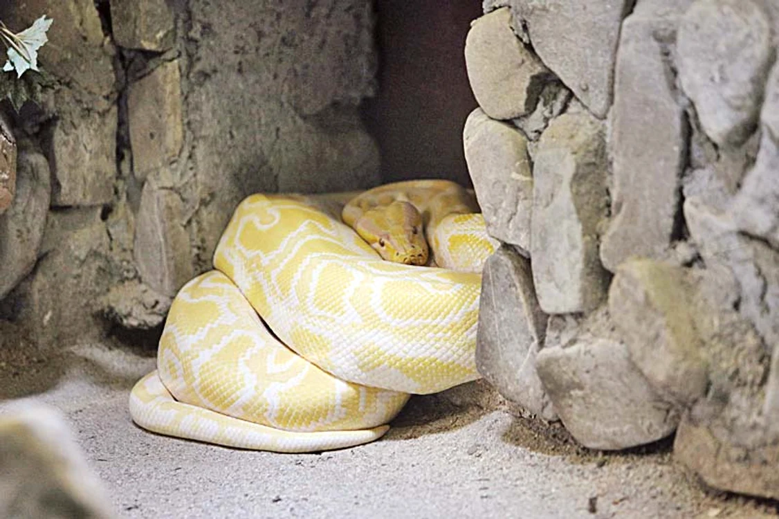 Reptilele nu mai au forţă să se mişte