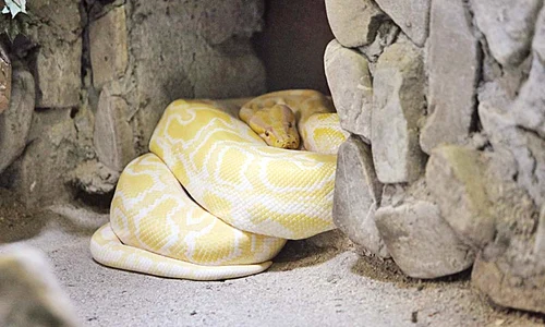 Reptilele nu mai au forţă să se mişte jpeg