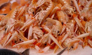 Cel mai mare cocktail de creveţi din lume jpeg