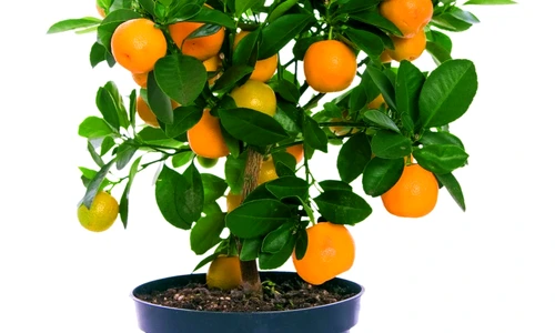 1 60154 original jpg jpeg