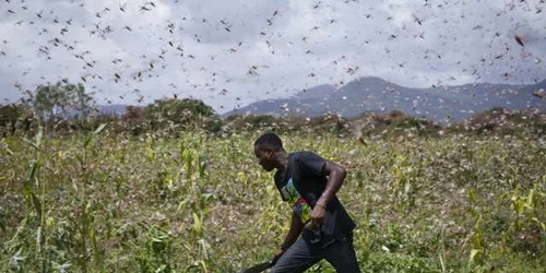 Invazia de lacuste in Kenya FOTO EPA-EFE