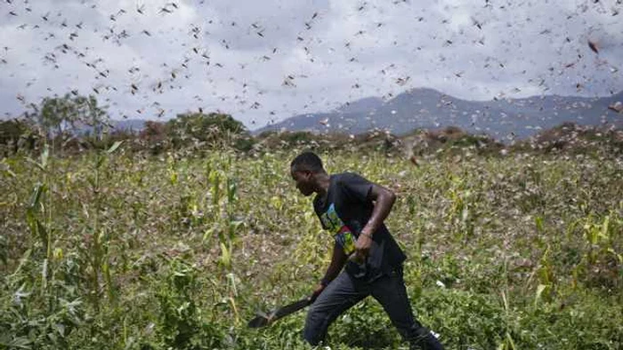 Un kenyan apărându-şi terenul de un roi de lăcuste FOTO EPA-EFE