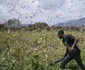 Invazia de lacuste, posibilă sursă de hrană pentru oameni FOTO EPA-EFE
