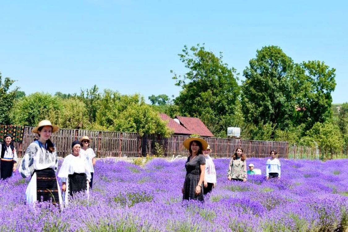 lavanda stremt alba