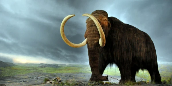 mamut