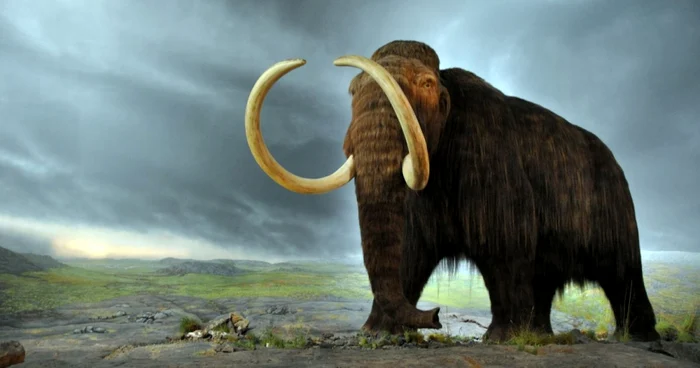 mamut