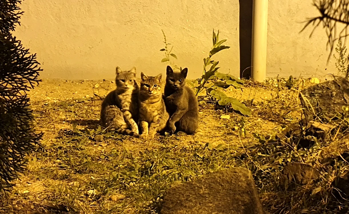 Bărbatul care a abandonat pisicile a primit o amendă de 3.000 de lei.
