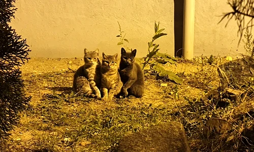 trei pisici 1wxl jpeg