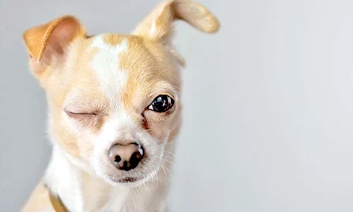 9 acasa 6  tifet 1col shutterstock  caine batran jpeg