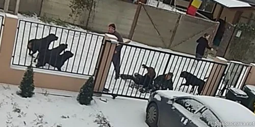 caini care ataca o femeie 