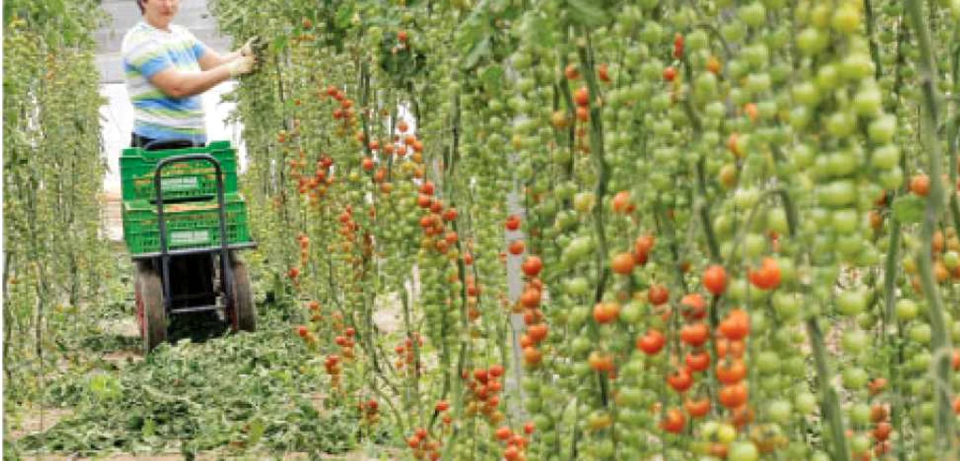 Persoanele care au lucrat în agricultură în alte ţări pot să contribuie la fondul de pensii 