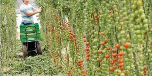 Persoanele care au lucrat în agricultură în alte ţări pot să contribuie la fondul de pensii