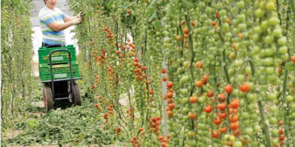 Persoanele care au lucrat în agricultură în alte ţări pot să contribuie la fondul de pensii 