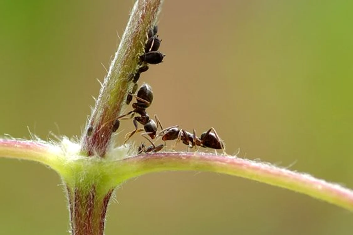 ant jpg jpeg