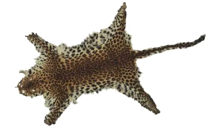 leopard