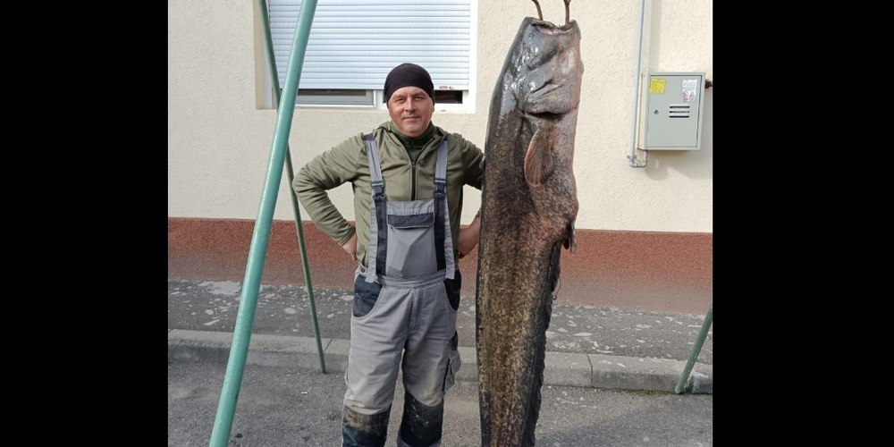 Captură impresionantă făcută de un pescar din Timiș. Lupta cu „monstrul” a durat peste o oră