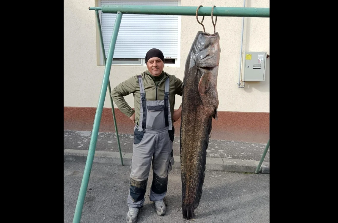 Somn uriaș prins de un pescar din Lugoj Foto: Clubul de Vânătoare și Pescuit Lugoj/Facebook
