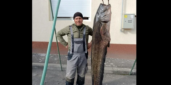 Somn uriaș prins de un pescar Foto Clubul de vânătoare și pescuit Lugoj Facebook jpg