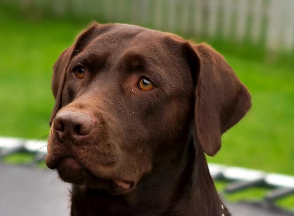 labrador