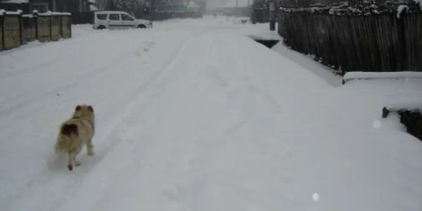 Drumul Comunal 116 este blocat din cauza zăpezii viscolite 