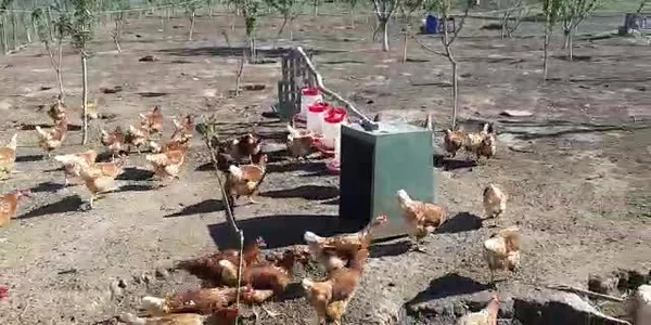 Fermă de găini crescute natural în satul Şiriu, judeţul Constanţa
