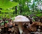 Pădurea de castani, Ghelari Foto Daniel Guță (11) jpg