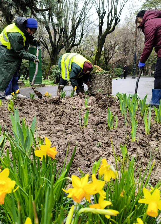 Femeile sunt bune şi la plantat, dar şi la vopsit